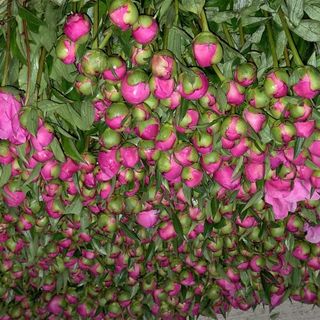 Vreau 13 din Romania