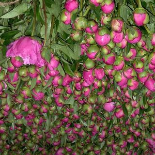 Vreau 25 din Romania
