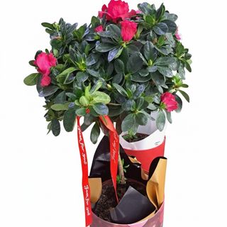 Azalee diverse culori