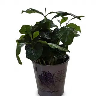 Arbori de cafea