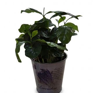 Arbori de cafea