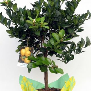 Limetta