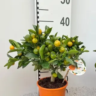 Calamondin