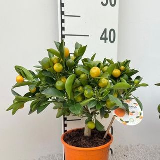 Calamondin