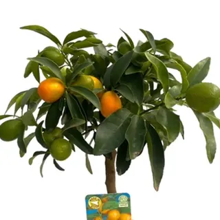 Kumquat