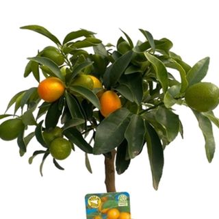 Kumquat