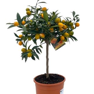 Kumquat