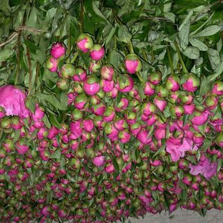 Vreau 5 din Romania