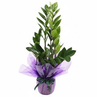 Zamioculcas 