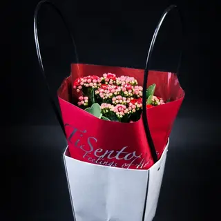 kalanchoe in gentuta