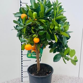 Calamondino tree