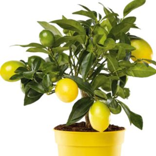Limonella