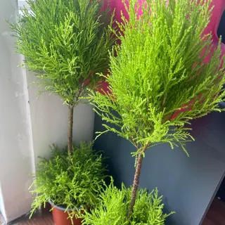 bradut natural