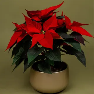 Craciunita rosie ( poinsettia ) cu ghiveci de ceramica 