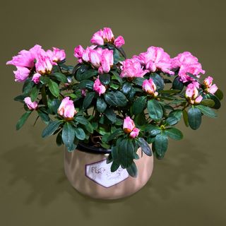 Azalee roz cu vas de ceramica