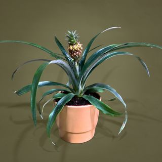 Ananas cu vas  de ceramica