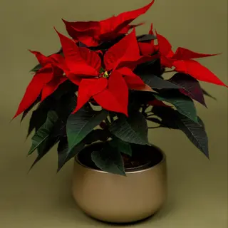 Craciunita rosie ( poinsettia ) cu ghiveci de ceramica 