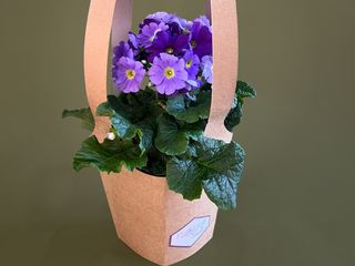 Primula cu punga cadou