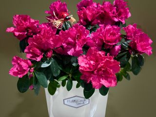 Azalee cu punga cadou