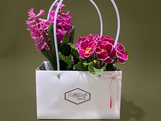 Zambila si primula la ghiveci cu punga cadou