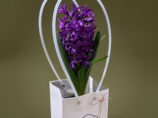 Zambila la ghiveci cu punga cadou