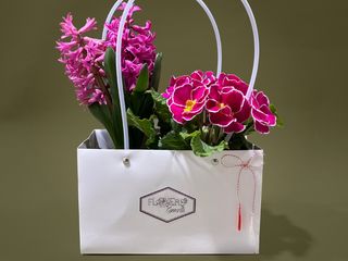 Zambila si primula la ghiveci cu punga cadou