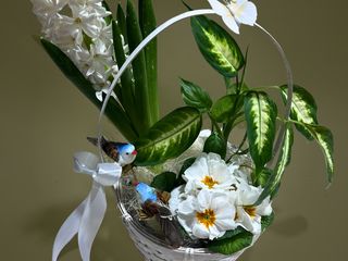 Cos cu Zambila, Primula si Dieffenbachia