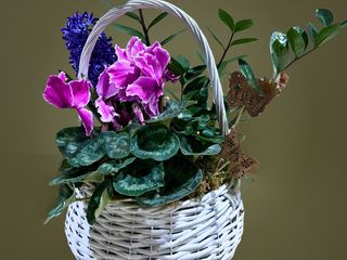 Cos cu Cyclamen, Zambila si Zamioculcas