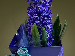 Zambila mov cu punga cadou