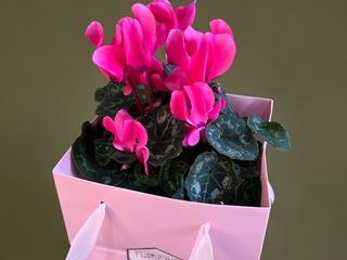 Cyclamen cu punga cadou