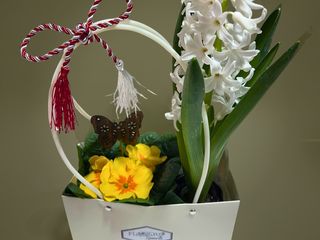 Primula galbena si zambila alba cu punga cadou