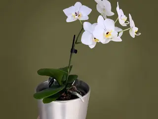 Orhidee cu vas de ceramica
