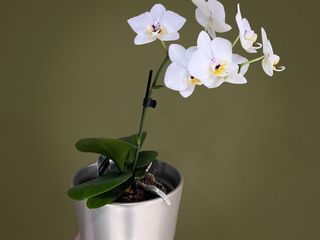 Orhidee cu vas de ceramica