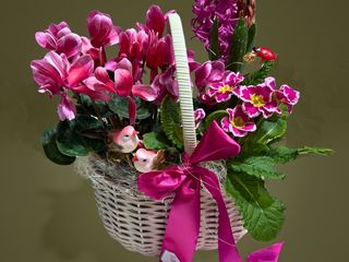 Cos cu Cyclamen, Zambila si Primula roz