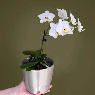 Orhidee cu vas de ceramica 