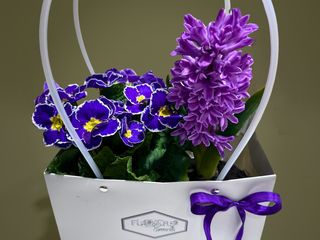 Zambila si primula mov cu punga cadou