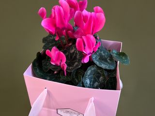 Cyclamen cu punga cadou