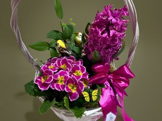 Aranjament cu plante si pasarele