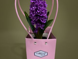 Zambila mov cu punga cadou roz