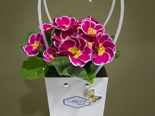 Primula roz cu punga cadou