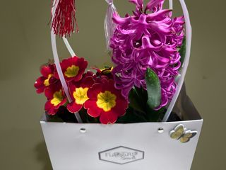 Primula rosie si Zambila roz cu punga cadou