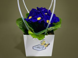Primula albastra cu punga cadou