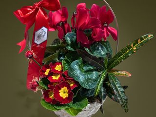 Cos cu Cyclamen, Primula si Croton