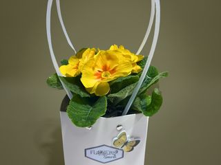 Primula galbena cu punga cadou