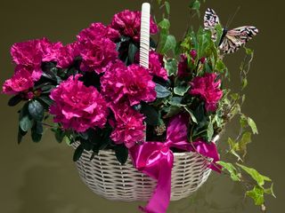 Cos cu azalee si iedera