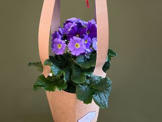 Primula cu punga cadou