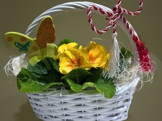 Cosulet cu primula galbena