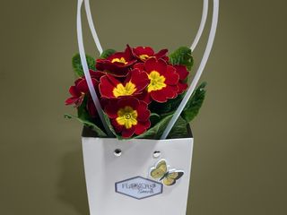 Primula rosie cu punga cadou