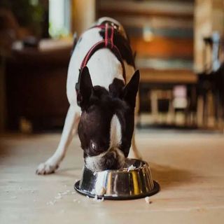 Orez fiert cu piept de pui