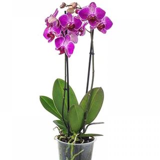 Orhidee Phalaenopsis ciclam 60 cm